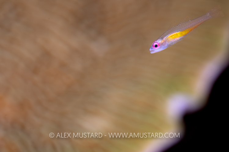 Pink Eye Goby, Indonesia
