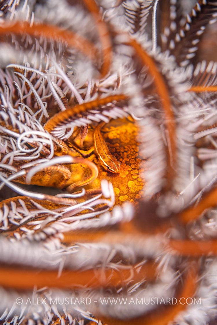 Clingfish Hides In Crinoid, Indonesia