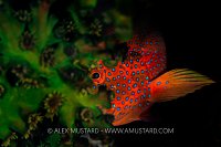 Hiding Grouper, Indonesia