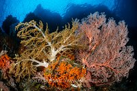 Flourishing Corals, Indonesia