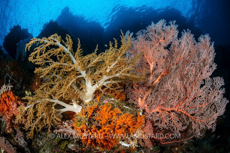Flourishing Corals, Indonesia