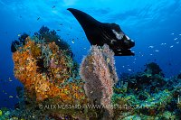 Manta Over Cleaning Station, Indonesia