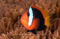 Anemonefish Pose, Indonesia