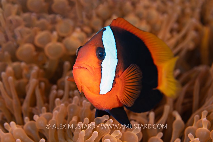 Anemonefish Pose, Indonesia