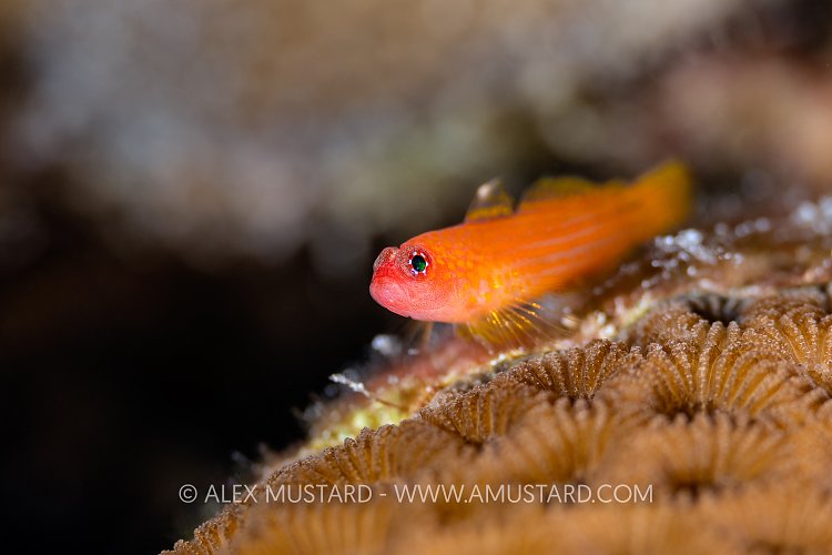 Pygmy Goby, Egypt
