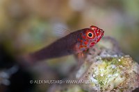 Pygmy Goby, Egypt