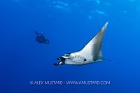 Oceanic Manta Ray, Egypt