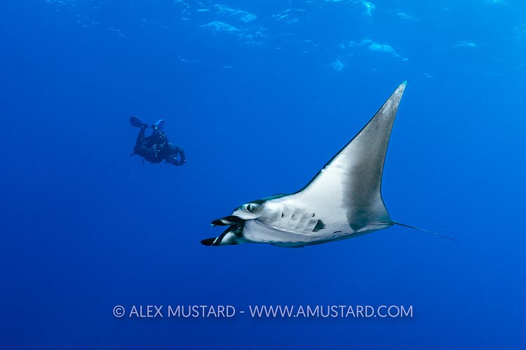 Oceanic Manta Ray, Egypt