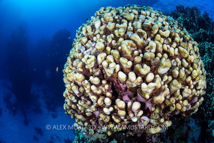 Bleached And Dying Coral Head, Egypt