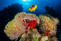 Anemonefish Over Anemone, Egypt