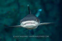 Whitetip Reef Shark, Egypt