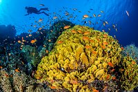 Diver And Coral Reef, Egypt