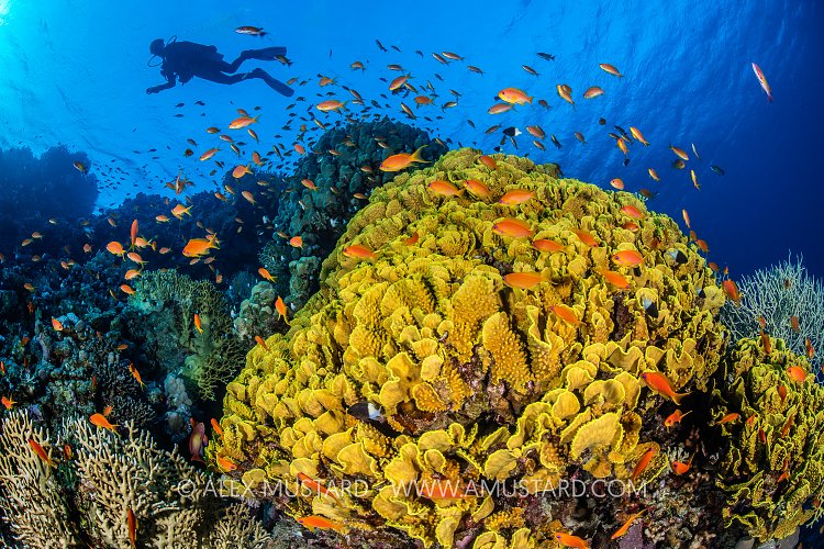 Diver And Coral Reef, Egypt