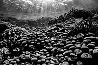 Coral Reef Black And White, Egypt