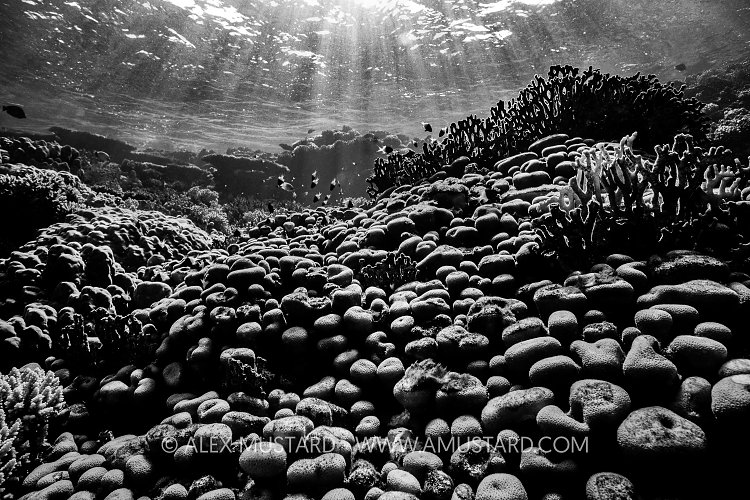 Coral Reef Black And White, Egypt