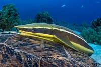 The Hitchhiker, Egypt