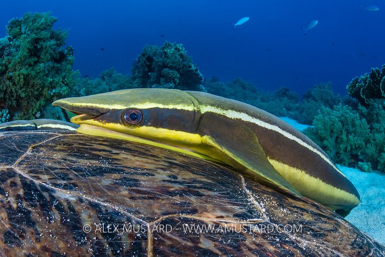 The Hitchhiker, Egypt