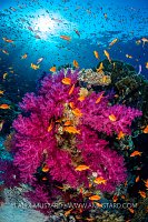 Soft Coral And Anthias, Egypt