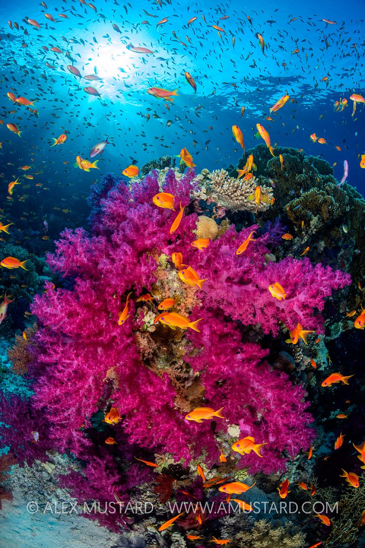 Soft Coral And Anthias, Egypt