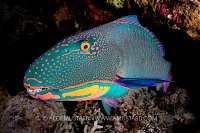 Sleeping Parrotfish, Egypt