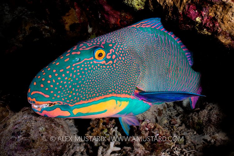 Sleeping Parrotfish, Egypt