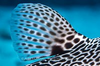 Puffer Dorsal Fin, Egypt