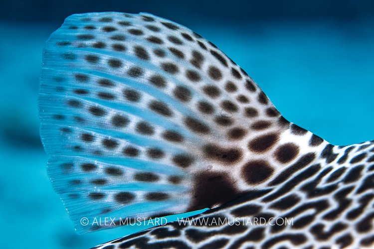 Puffer Dorsal Fin, Egypt