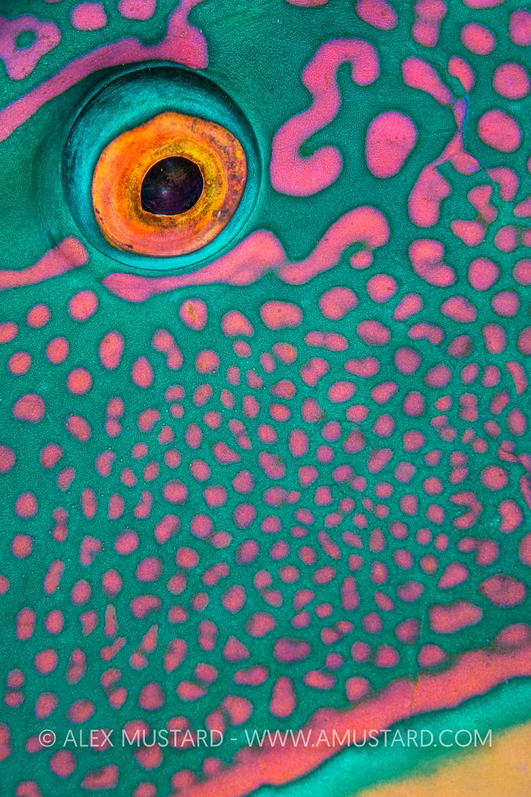 Parrotfish Eye Detail, Egypt