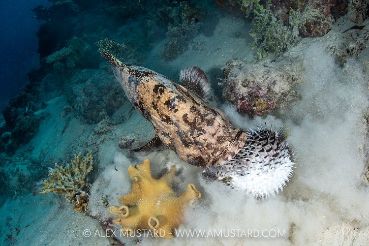 Grouper Attacks Puffer, Maldives