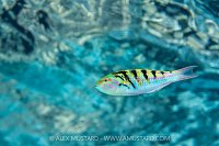 Wrasse Display, Maldives