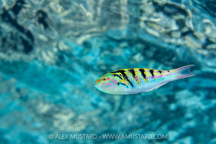 Wrasse Display, Maldives