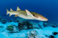 Nurse Shark On The Move, Maldives
