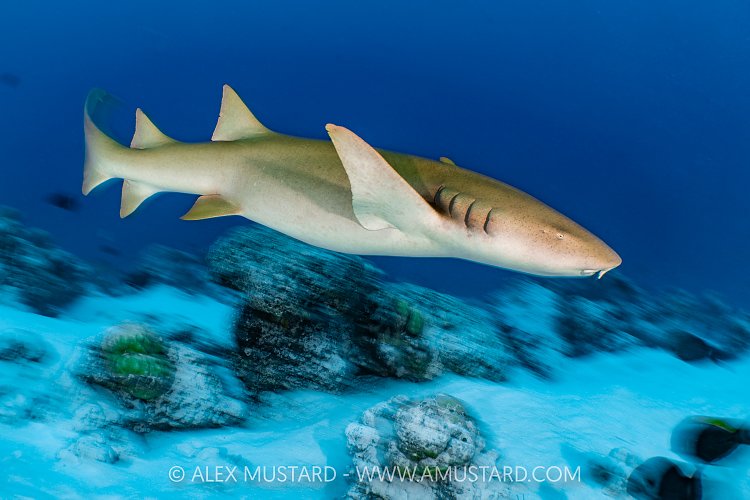 Nurse Shark On The Move, Maldives
