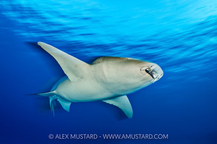 Nurse Shark On The Move, Maldives