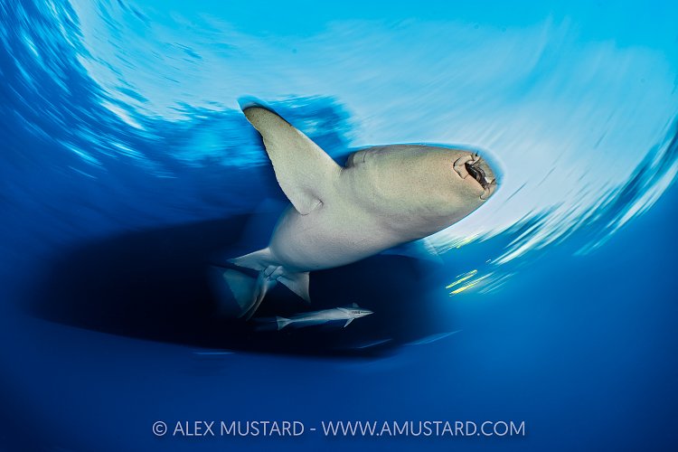 Nurse Shark On The Move, Maldives