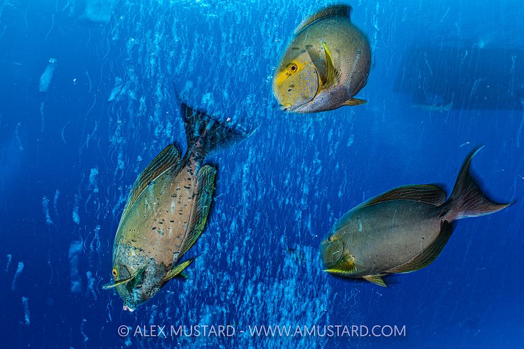 Surgeonfish In Bubbles, Maldives