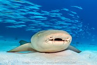 Nurse SharK Portrait, Maldives