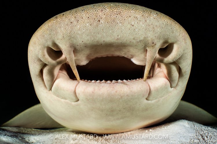 Nurse SharK Portrait, Maldives