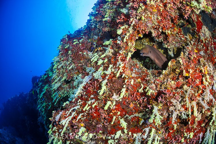 Moray In Reef Wall, Maldives.