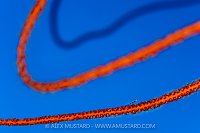 Goby On Sea Whips, Maldives