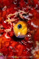Midas Blenny, Maldives