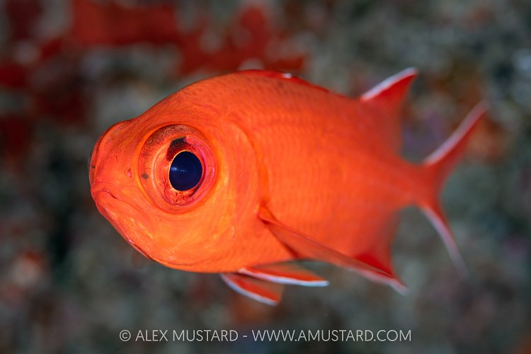 Soldierfish, Maldives