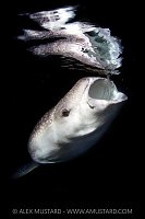 Whale Shark Feeding At Night, Maldives
