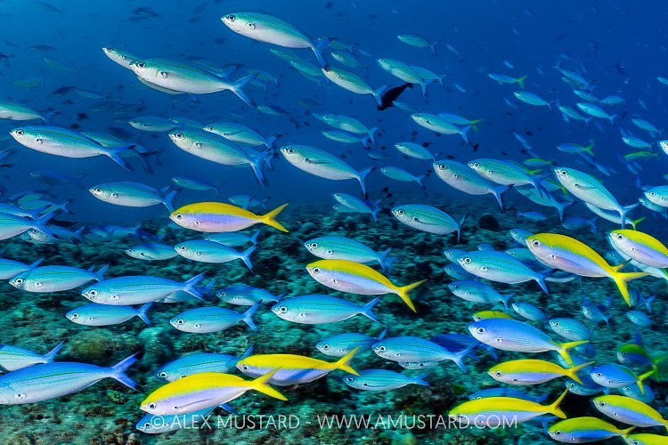 Schooling Fusiliers, Maldives