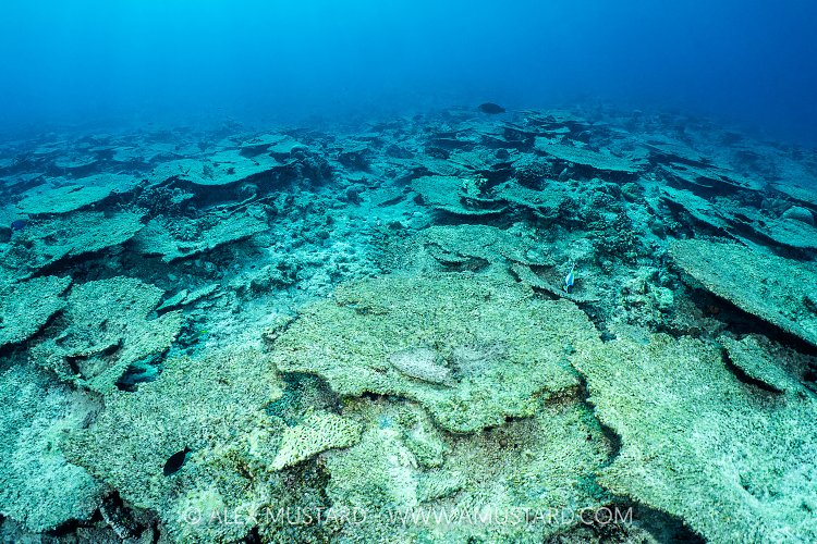 Dead Corals, Maldives