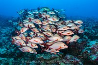 Paddletail Snapper School, Maldives