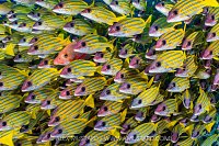 Snapper Standout, Maldives