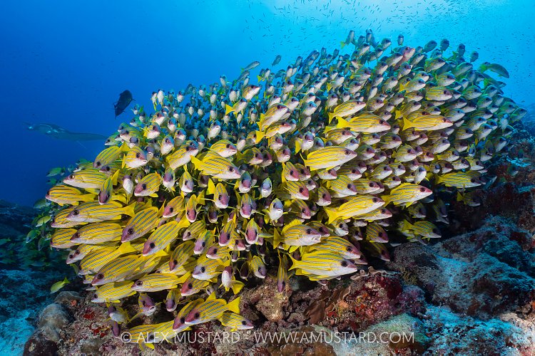 Snapper School, Maldives