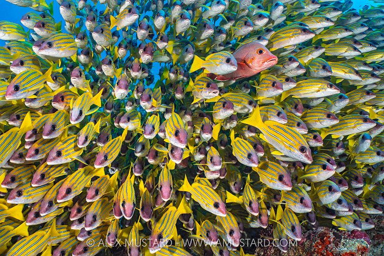 Snapper Standout, Maldives