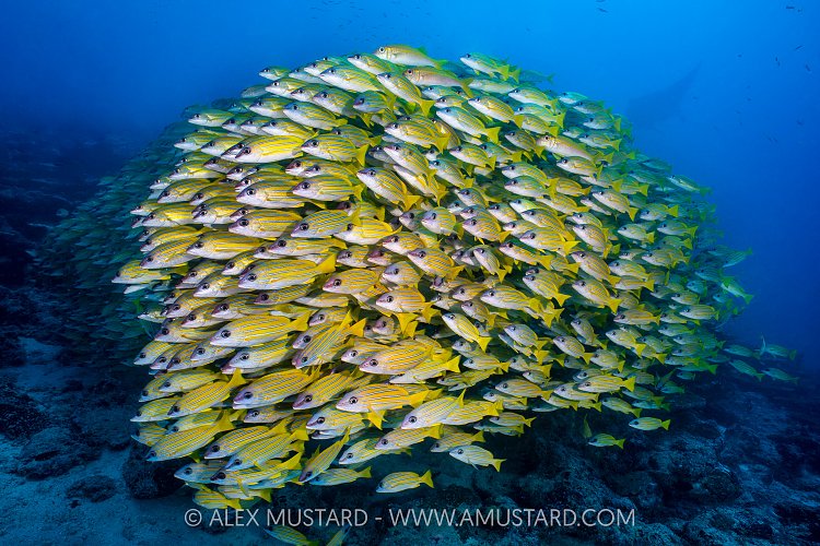 Snapper School, Maldives